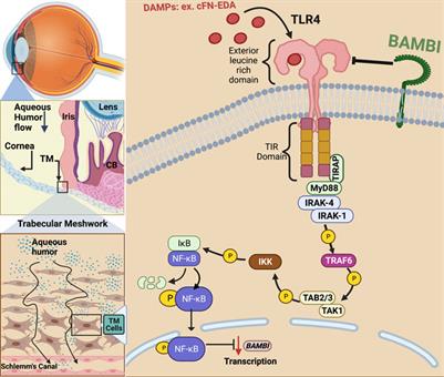 Toll-Like Receptor 4 Signaling in the Trabecular Meshwork